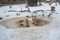 Ducks in a frozen pond. Mallard ducks in winter on a frozen pond Royalty Free Stock Photo