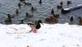 Ducks On Frozen Water. Ducks Stand On Ice. Birds Swim In The Water. Search For Food.
