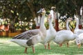 Ducks in garden natural light photo