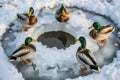 ducks gathering in a naturally formed ice ring in pond Royalty Free Stock Photo