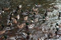 Ducks gathering Royalty Free Stock Photo