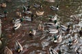Ducks gathering Royalty Free Stock Photo