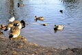 Ducks and geese in and around water Royalty Free Stock Photo
