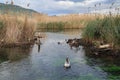 Ducks and geese in azmak river in Gokova, Mugla Royalty Free Stock Photo