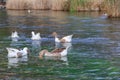 Ducks and geese in azmak river.