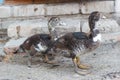 ducks geese ducklings graze in a meadow on a farm in the village Royalty Free Stock Photo