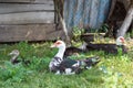 Ducks geese ducklings graze in a meadow on a farm in the village Royalty Free Stock Photo