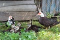 Ducks geese ducklings graze in a meadow on a farm in the village Royalty Free Stock Photo