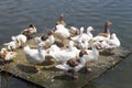 Ducks and geese on a floating platform Royalty Free Stock Photo