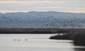 Ducks and Geese Flying over a Marsh Royalty Free Stock Photo