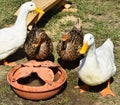 Ducks and geese next to a drinkers Royalty Free Stock Photo