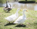 Ducks geese pond Royalty Free Stock Photo