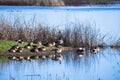 Ducks and geese resting on the shoreline of a pond Royalty Free Stock Photo