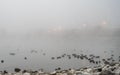 Ducks and geese swimming on a fog covered lake at sunrise. Royalty Free Stock Photo