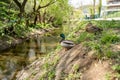 Ducks going on an adventure Royalty Free Stock Photo