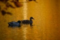 Ducks On A Golden Pond Royalty Free Stock Photo