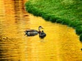 Ducks in a Golden Reflection