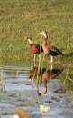 Ducks in a golf course