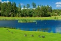 Ducks on a golf grass