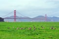 Peacefull meadow, Golden Gate Bridge, San Francisco Bay Royalty Free Stock Photo