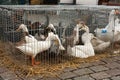 Ducks and Gooses on the animal market in Mol, Belgium