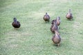 Ducks on grass marching