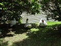 Ducks in Grass and Plants