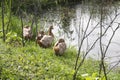 ducks on grass in summer day, natural background. Portraits of duck family, big drake and duck on green lawn. Poultry on village Royalty Free Stock Photo