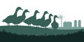Ducks graze in pasture. Picture silhouette. Farm pets. Domestic poultry. Rural landscape with farmer house. Isolated on