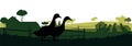 Ducks graze in pasture. Picture silhouette. Farm pets. Domestic poultry. Rural landscape with farmer house. Isolated on