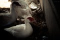Ducks in farm and cage Royalty Free Stock Photo
