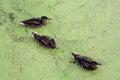 Ducks in in green morass Royalty Free Stock Photo