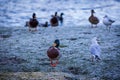 Ducks and gulls on frosty grass on a January day