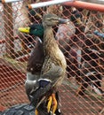 Ducks hanging on a trailer after a shoot