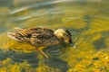 Ducks hunt for fish between lily Royalty Free Stock Photo