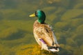 Ducks hunt for fish between lily Royalty Free Stock Photo