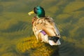 Ducks hunt for fish between lily Royalty Free Stock Photo