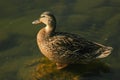 Ducks hunt for fish between lily Royalty Free Stock Photo