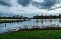 Ducks and Ibis Walking Around