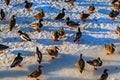 Ducks on the ice Fontanka river in St. Petersburg. Royalty Free Stock Photo