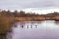 Ducks on the ice of a lake pond in late autumn. Royalty Free Stock Photo