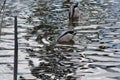 Ducks iliving and enjoy the lake