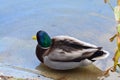 Ducks iliving and enjoy the lake