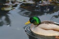 Ducks iliving and enjoy the lake