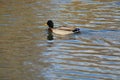 Ducks iliving and enjoy the lake