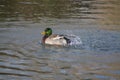 Ducks iliving and enjoy the lake