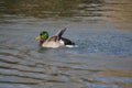 Ducks iliving and enjoy the lake