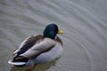 Ducks iliving and enjoy the lake