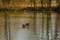 Ducks in Italian Nature Reserve Royalty Free Stock Photo