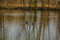 Ducks in Italian Nature Reserve Royalty Free Stock Photo